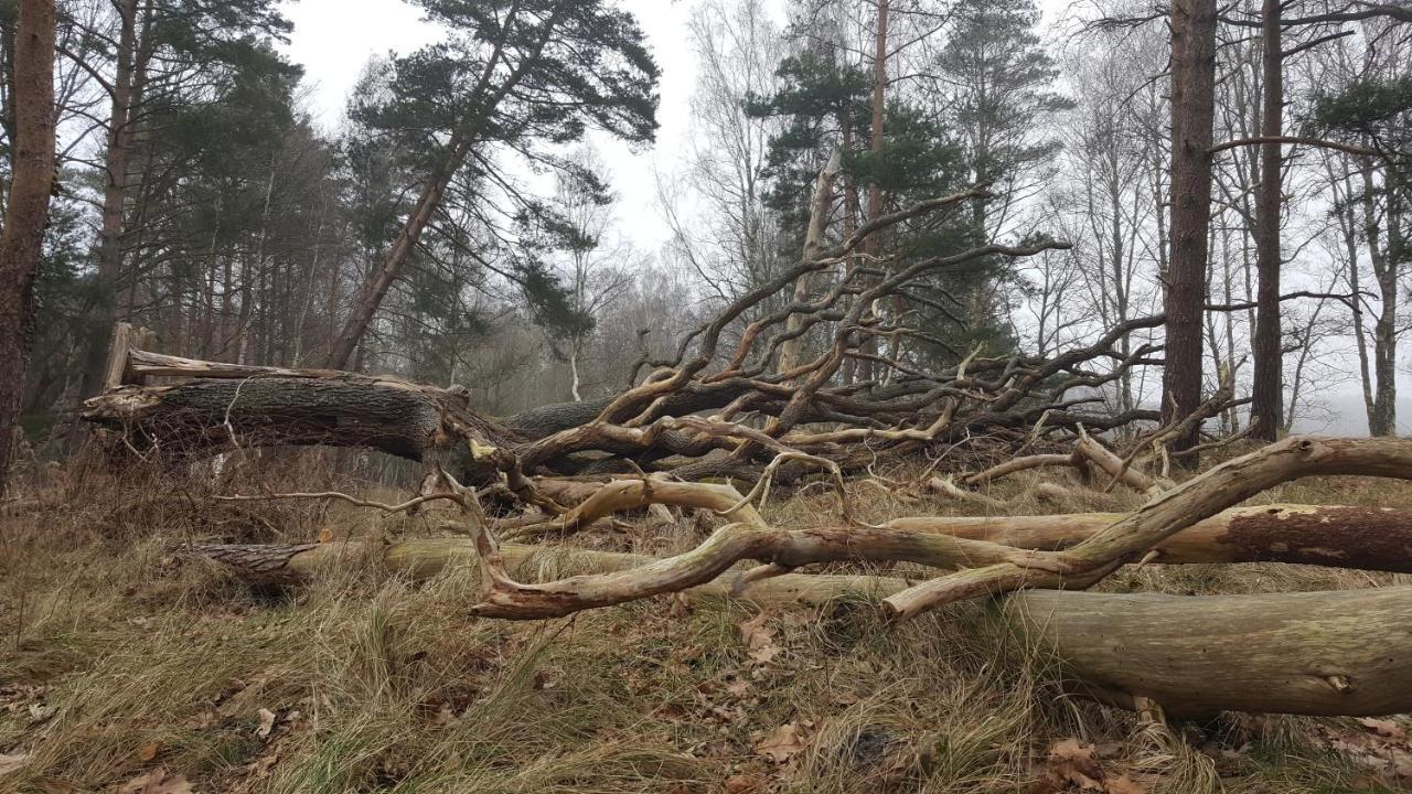 Slowinskie Widoki Domki Flora, Fauna, Noclegi Smoldzinski Las Buitenkant foto